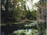 Okefenokee Swamp Map Of Georgia 44 Best Okefenokee Swamp Ga Images On Pinterest Georgia On My Mind