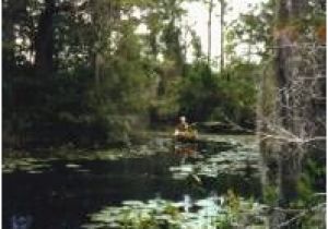 Okefenokee Swamp Map Of Georgia 44 Best Okefenokee Swamp Ga Images On Pinterest Georgia On My Mind