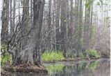 Okefenokee Swamp Map Of Georgia 44 Best Okefenokee Swamp Ga Images On Pinterest Georgia On My Mind