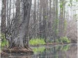 Okefenokee Swamp Map Of Georgia 44 Best Okefenokee Swamp Ga Images On Pinterest Georgia On My Mind