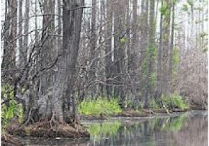 Okefenokee Swamp Map Of Georgia 44 Best Okefenokee Swamp Ga Images On Pinterest Georgia On My Mind