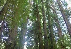 Old Growth forest oregon Map List Of Old Growth forests Wikipedia