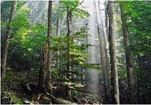 Old Growth forest oregon Map Old Growth forest Wikipedia