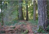 Old Growth forest oregon Map Whittaker Ridge Loop Hike Hiking In Portland oregon and Washington