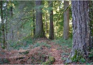 Old Growth forest oregon Map Whittaker Ridge Loop Hike Hiking In Portland oregon and Washington