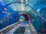 Oregon Coast Aquarium Map the Sea Tunnels Get there Early to Beat the Crowds Picture Of