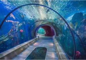 Oregon Coast Aquarium Map the Sea Tunnels Get there Early to Beat the Crowds Picture Of