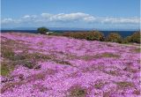 Pacific Grove California Map Pacific Grove Photos Featured Images Of Pacific Grove Monterey