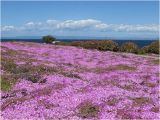 Pacific Grove California Map Pacific Grove Photos Featured Images Of Pacific Grove Monterey