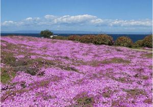 Pacific Grove California Map Pacific Grove Photos Featured Images Of Pacific Grove Monterey