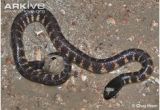 Poisonous Snakes In Ohio Map 41 Best Names and Pictures Of Wisconsin Snakes Images Snakes