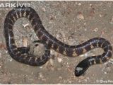 Poisonous Snakes In Ohio Map 41 Best Names and Pictures Of Wisconsin Snakes Images Snakes