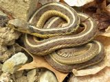 Poisonous Snakes In Ohio Map Common Garter Snake Wikipedia
