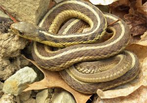 Poisonous Snakes In Ohio Map Common Garter Snake Wikipedia