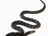 Poisonous Snakes In Ohio Map Eastern Foxsnake