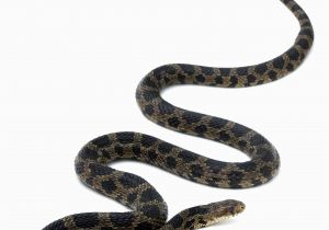 Poisonous Snakes In Ohio Map Eastern Foxsnake