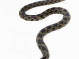 Poisonous Snakes In Ohio Map Eastern Foxsnake