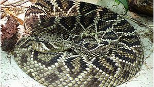 Poisonous Snakes In Ohio Map List Of Fatal Snake Bites In the United States Wikipedia