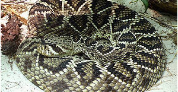 Poisonous Snakes In Ohio Map List Of Fatal Snake Bites In the United States Wikipedia