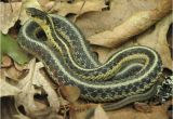 Poisonous Snakes In Ohio Map Tell Us Snakes In the House the Old Farmer S Almanac
