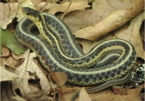 Poisonous Snakes In Ohio Map Tell Us Snakes In the House the Old Farmer S Almanac