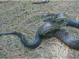 Poisonous Snakes In Ohio Map Temperate Deciduous forest