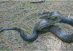 Poisonous Snakes In Ohio Map Temperate Deciduous forest