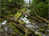 Proxy Falls oregon Map One Of oregon S Most Photogenic Waterfalls Roadtrippers 3 Hours