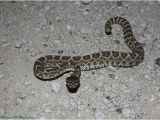 Rattlesnakes In California Map Baby northern Pacific Rattlesnake Stuff Pinterest northern