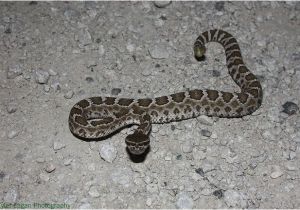 Rattlesnakes In California Map Baby northern Pacific Rattlesnake Stuff Pinterest northern