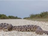 Rattlesnakes In California Map Killer Snakes Of north America Worldatlas Com