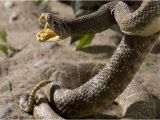 Rattlesnakes In California Map Killer Snakes Of north America Worldatlas Com