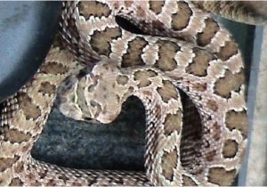Rattlesnakes In California Map Killer Snakes Of north America Worldatlas Com