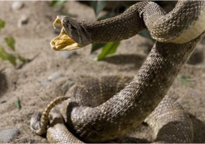 Rattlesnakes In California Map Killer Snakes Of north America Worldatlas Com