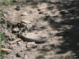Rattlesnakes In California Map Rattle Snake In the Middle Of the Trail Picture Of William Heise