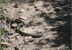 Rattlesnakes In California Map Rattle Snake In the Middle Of the Trail Picture Of William Heise