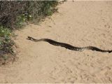 Rattlesnakes In California Map Rattlesnake Picture Of torrey Pines State Natural Reserve San