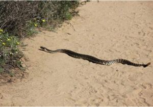 Rattlesnakes In California Map Rattlesnake Picture Of torrey Pines State Natural Reserve San