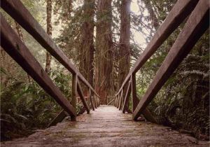 Redwood forest oregon Map California Redwood forests where to See the Big Trees