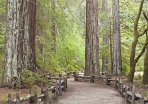 Redwood Trees California Map California Redwood forests where to See the Big Trees