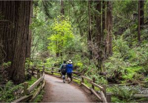 Redwood Trees In California Map California Redwood forests where to See the Big Trees