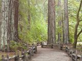 Redwood Trees In California Map California Redwood forests where to See the Big Trees Perfect Map Of