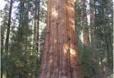 Redwood Trees In California Map the General Sherman Tree Sequoia Kings Canyon National Parks