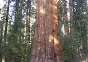 Redwood Trees In California Map the General Sherman Tree Sequoia Kings Canyon National Parks