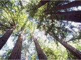 Redwoods In California Map Muir Woods tour Of California Coastal Redwoods Provided by tower