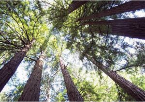 Redwoods In California Map Muir Woods tour Of California Coastal Redwoods Provided by tower