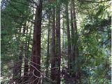 Redwoods In California Map Redwood Regional Park Wikipedia