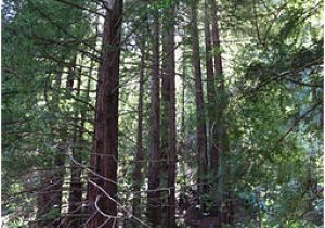 Redwoods In California Map Redwood Regional Park Wikipedia