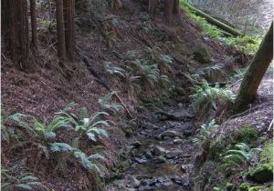 Redwoods In California Map Reviews Of Kid Friendly attraction Redwood Regional Park Oakland