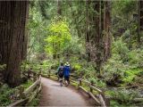 Redwoods northern California Map California Redwood forests where to See the Big Trees